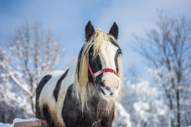 Préparez vos chevaux pour l'hiver