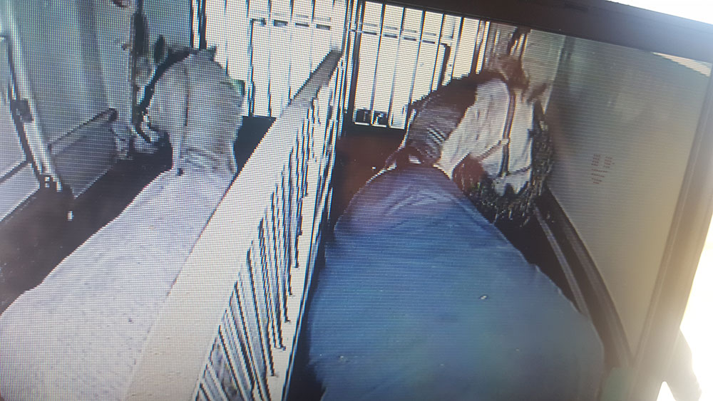 Le transport de votre cheval en toute sécurité Le transport de votre cheval en toute sécurité