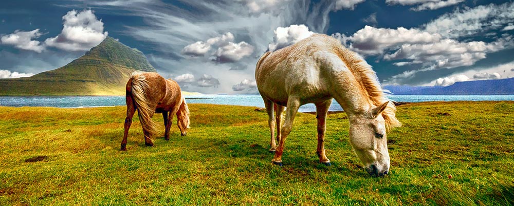 Il n'y a plus de chevaux sauvages sur terre