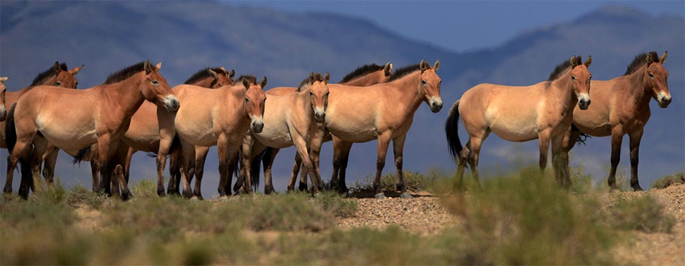 Troupeau de Przewalski