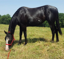 cliquez sur l'image pour zoomer cliquez sur l'image pour zoomer