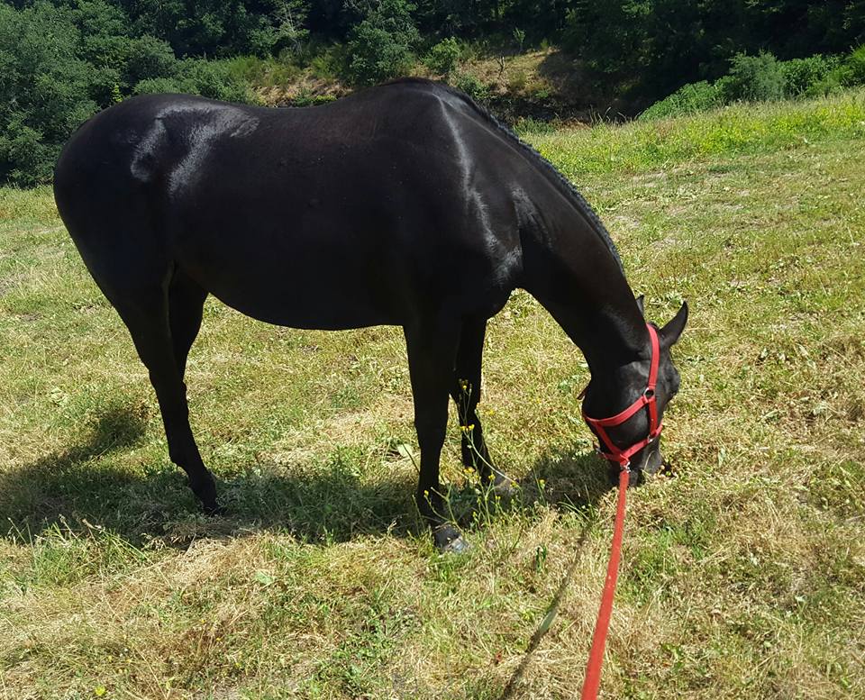 Gipsie de la lande - pouliche Paint Horse Black Overo Solid Gipsie de la lande - pouliche Paint Horse Black Overo Solid