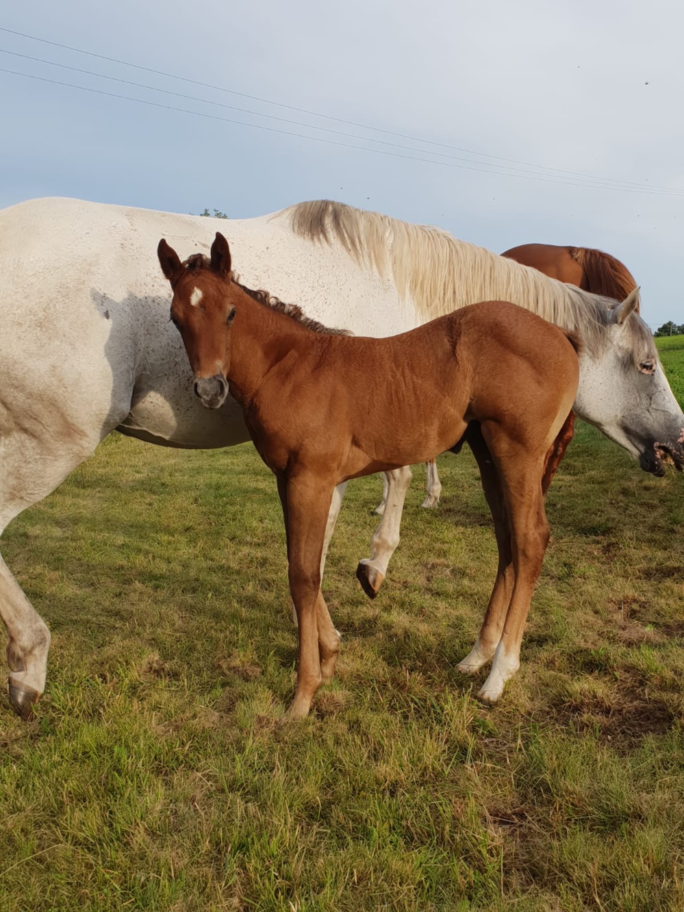 cliquez sur l'image pour zoomer cliquez sur l'image pour zoomer