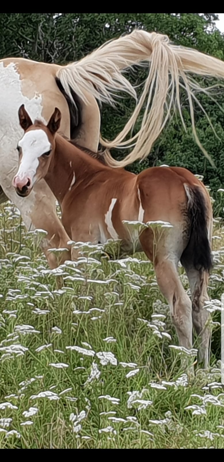 Jungle Diamond - Poulain PP APaint Horse Overo PP APHC et SIRE Jungle Diamond - Poulain PP APaint Horse Overo PP APHC et SIRE