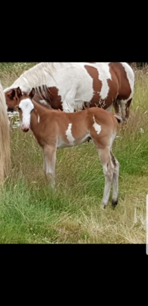 Jungle Diamond - Poulain PP APaint Horse Overo PP APHC et SIRE