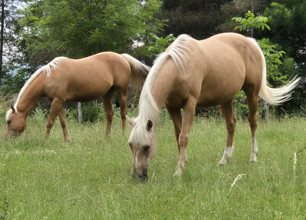 Votre cheval entre bonnes mains Votre cheval entre bonnes mains