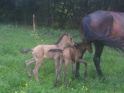 Carnet rose exceptionnel, naissance de jumeaux !