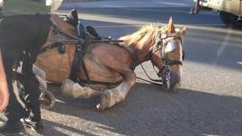 Controverse autour des chevaux attelés à Québec Controverse autour des chevaux attelés à Québec