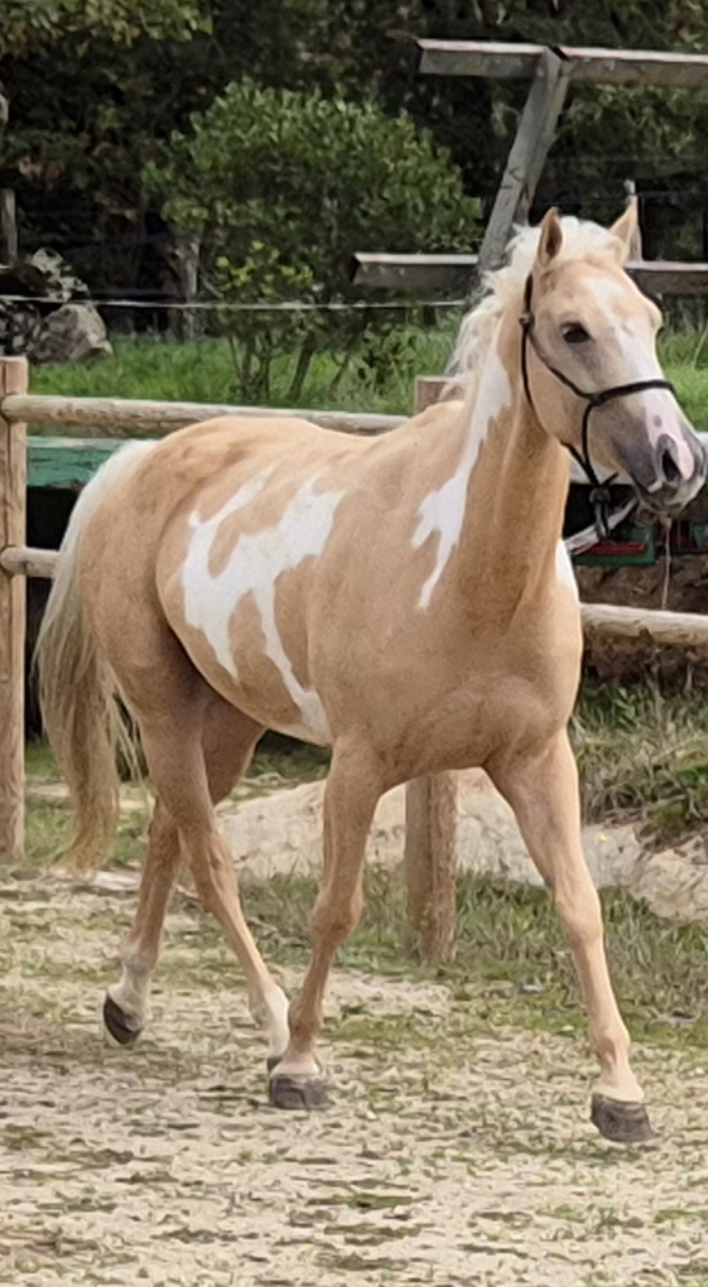 LEOTIE DIAMOND FLASH Paint Horse Overo palomino LEOTIE DIAMOND FLASH Paint Horse Overo palomino
