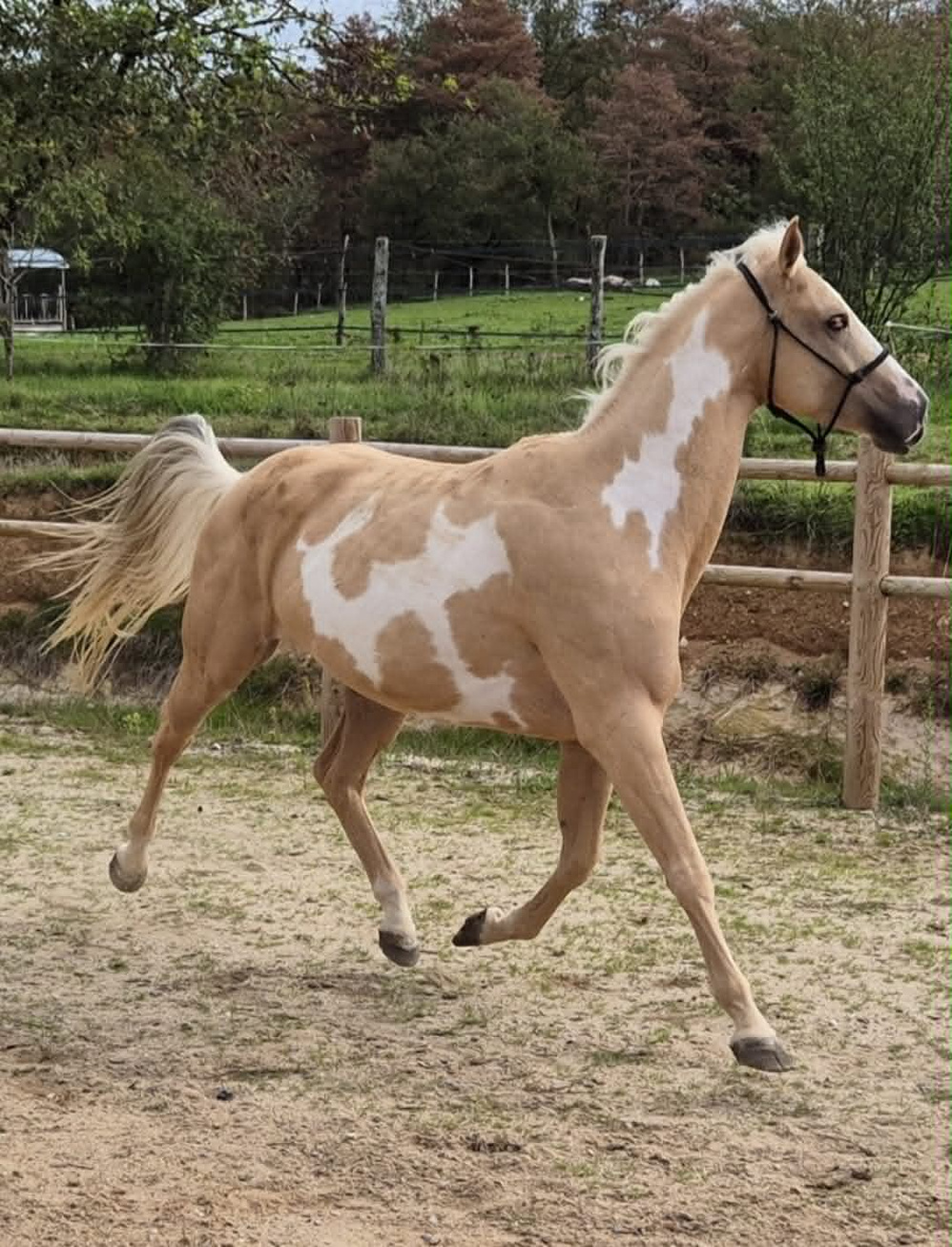 LEOTIE DIAMOND FLASH Paint Horse Overo palomino LEOTIE DIAMOND FLASH Paint Horse Overo palomino