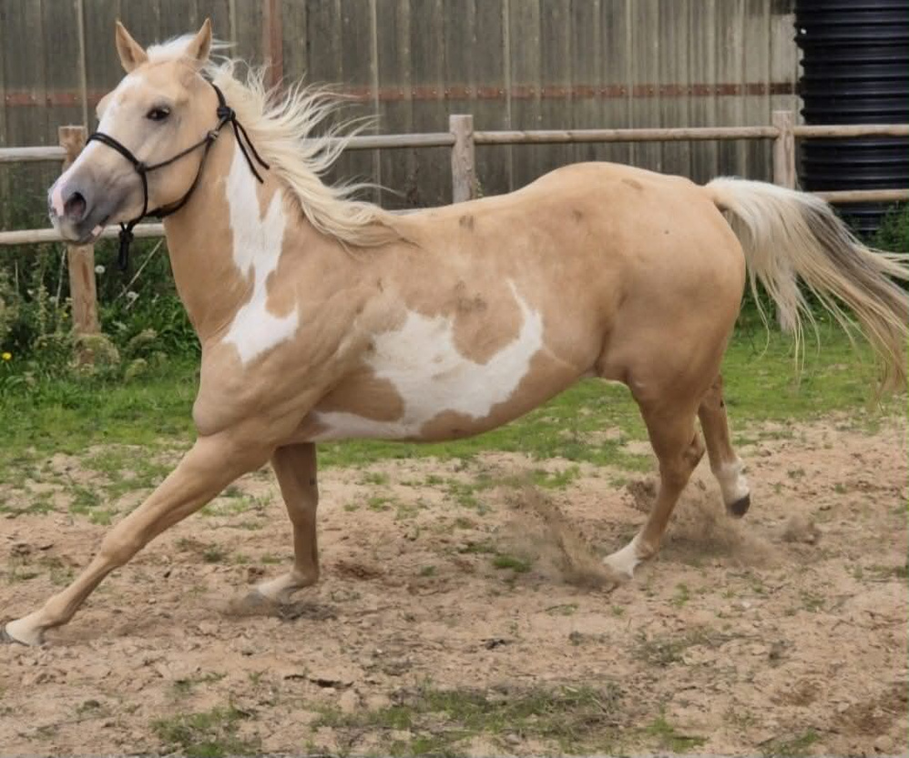 LEOTIE DIAMOND FLASH Paint Horse Overo palomino LEOTIE DIAMOND FLASH Paint Horse Overo palomino