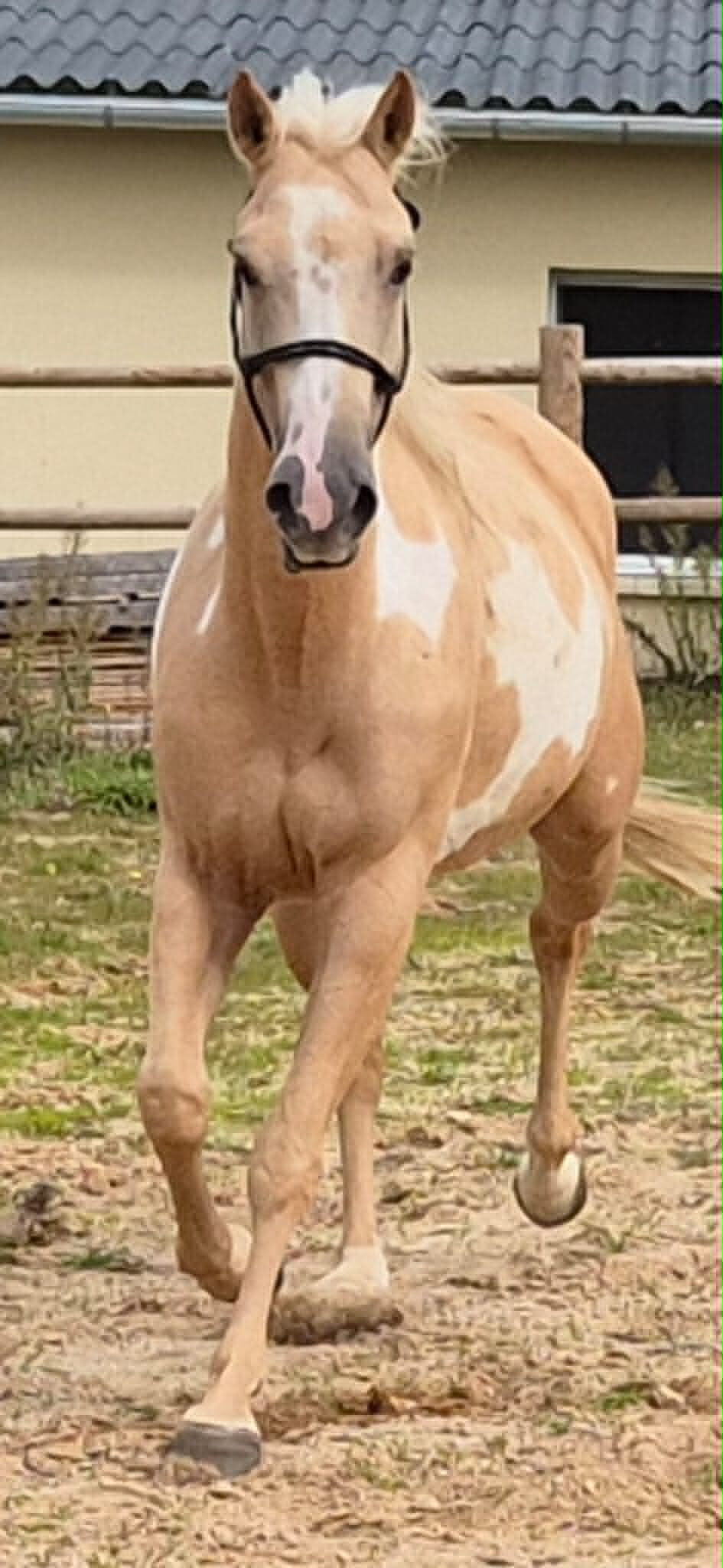 LEOTIE DIAMOND FLASH Paint Horse Overo palomino