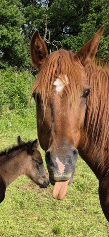 Cavaliers et chevaux, luttez contre la chaleur
