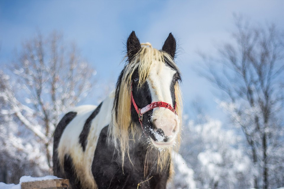Préparez vos chevaux pour l'hiver Préparez vos chevaux pour l'hiver