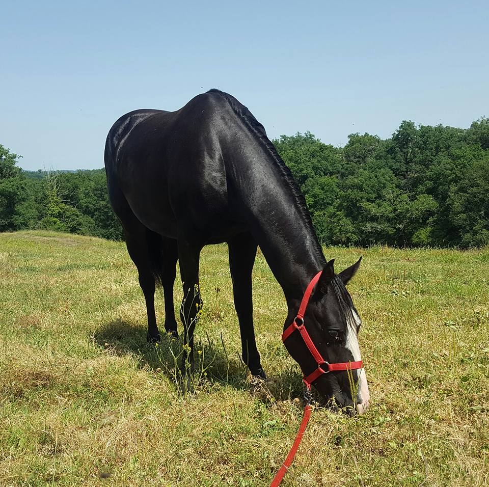 Gipsie de la lande - pouliche Paint Horse Black Overo Solid
