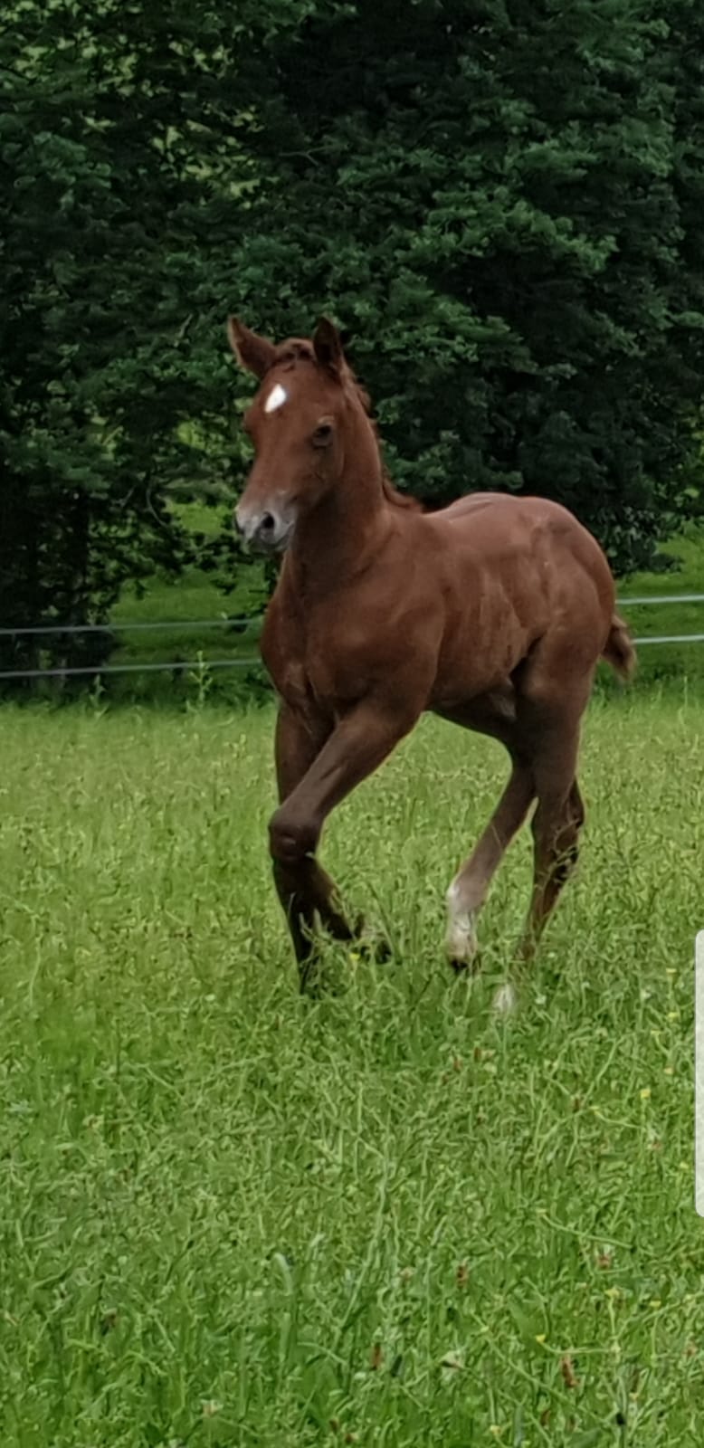 Jasper -poulain PP Appaloosa américain / français