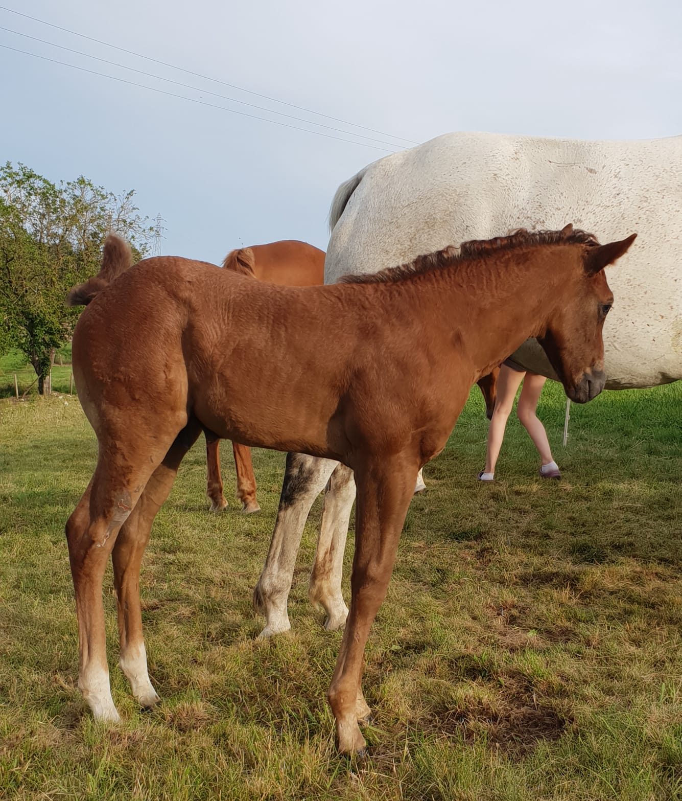 Jasper -poulain PP Appaloosa américain / français