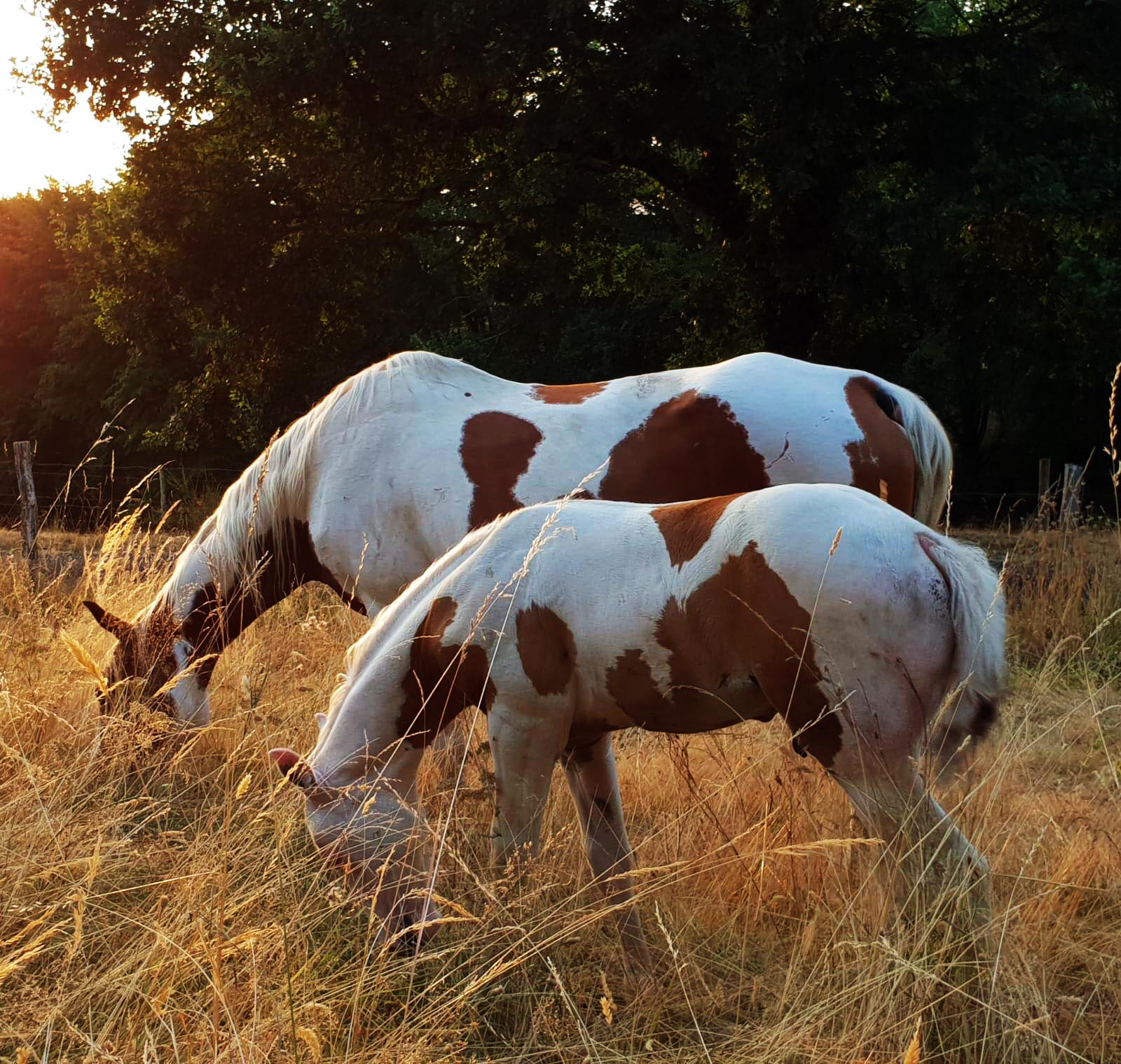 Jeazy - poulain Paint Horse Tovero PP APHC et SIRE
