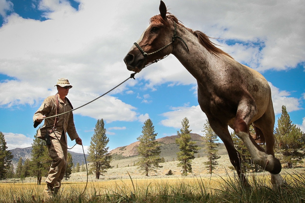 Votre cheval entre bonnes mains