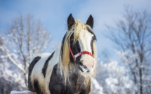 Préparez vos chevaux pour l'hiver