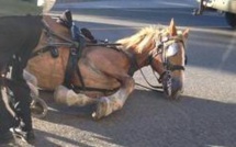 Controverse autour des chevaux attelés à Québec