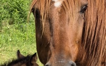 Cavaliers et chevaux, luttez contre la chaleur