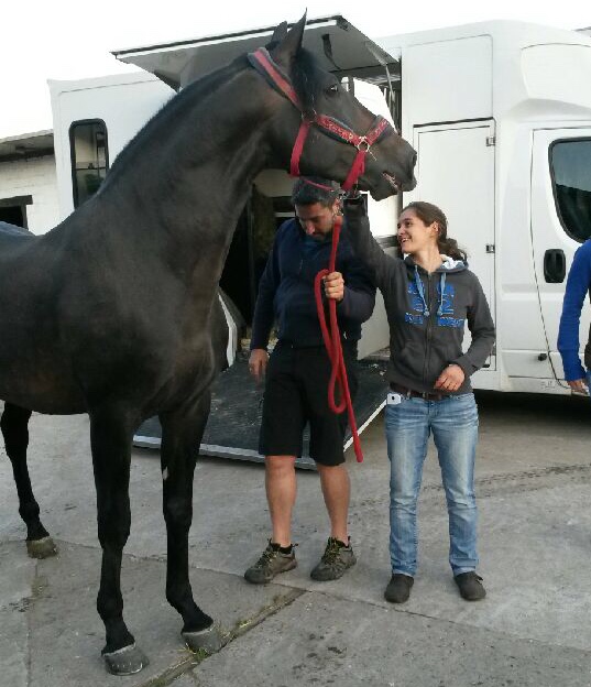 transport-cheval