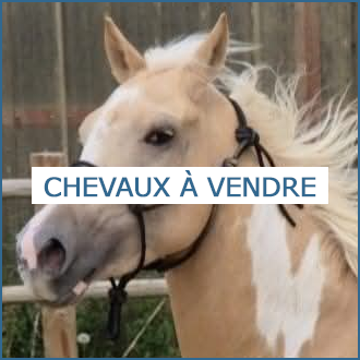 Chevaux-a-vendre_r17.html